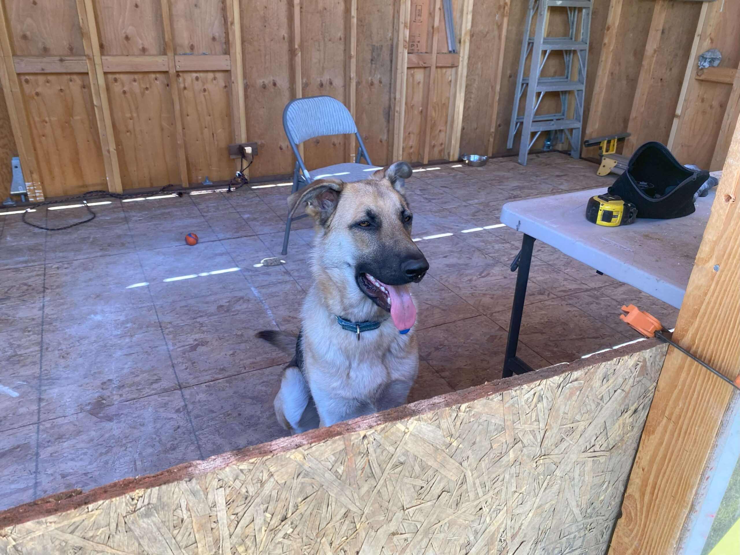 dog